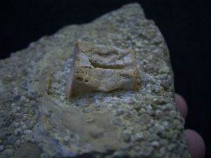 Nothosaur vertebra