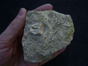 Nothosaur vertebra