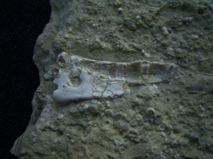 Kieferstück mit Zahn von ?Nothosaurus