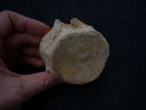 Plesiosaurus Wirbel aus der Kreidezeit