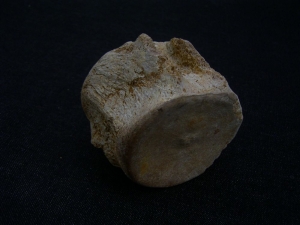 Plesiosaurus Wirbel aus der Kreidezeit