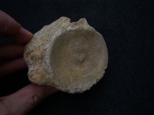 Plesiosaurus Wirbel aus der Kreidezeit