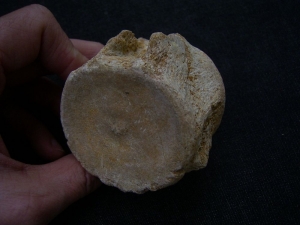 Plesiosaurus Wirbel aus der Kreidezeit