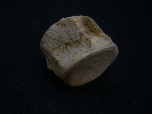 Plesiosaurus Wirbel aus der Kreidezeit