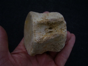 Plesiosaurus Wirbel aus der Kreidezeit