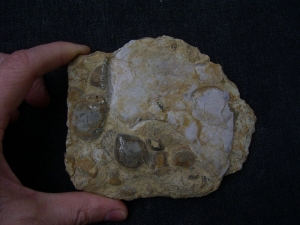 Coracoid von Nothosaurus aus dem oberen Muschelkalk