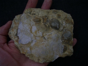 Coracoid von Nothosaurus aus dem oberen Muschelkalk