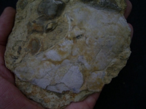 Coracoid von Nothosaurus aus dem oberen Muschelkalk