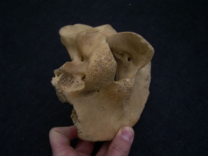 Riesenhirsch Megaloceros Hinterhaupt