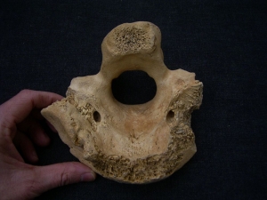 Riesenhirsch Megaloceros Hinterhaupt