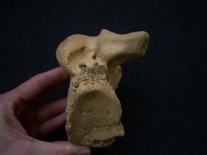 Riesenhirsch Megaloceros Hinterhaupt