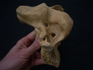 Riesenhirsch Megaloceros Hinterhaupt