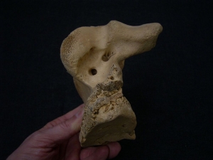 Riesenhirsch Megaloceros Hinterhaupt