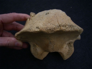 Riesenhirsch Megaloceros Hinterhaupt