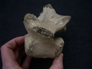 Riesenhirsch Megaloceros Lendenwirbel