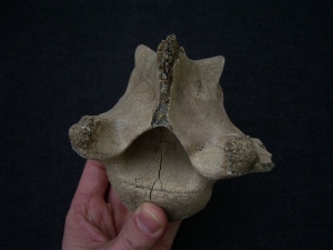 Riesenhirsch Megaloceros Lendenwirbel
