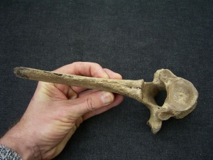 Riesenhirsch Megaloceros Rumpf-Wirbel