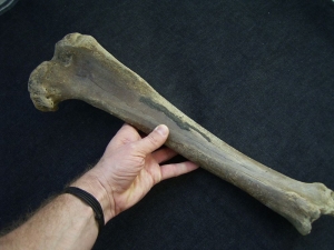 Megaloceros giant deer lower leg bone