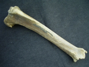 Riesenhirsch Megaloceros Unterschenkelknochen