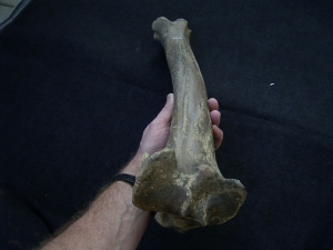 Riesenhirsch Megaloceros Unterschenkelknochen