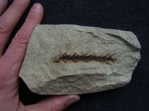 Voltzia, Konifere aus dem Voltziensandstein #1