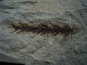 Voltzia, Konifere aus dem Voltziensandstein #1