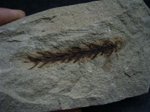 Voltzia, Konifere aus dem Voltziensandstein #1