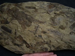 Museumsstück - Riesige Pflanzenplatte mit Zapfen, Schachtelhalmen etc.