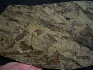 Museumsstück - Riesige Pflanzenplatte mit Zapfen, Schachtelhalmen etc.