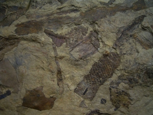 Museumsstück - Riesige Pflanzenplatte mit Zapfen, Schachtelhalmen etc.