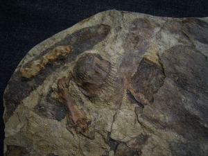 Museumsstück - Riesige Pflanzenplatte mit Zapfen, Schachtelhalmen etc.