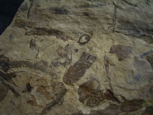 Museumsstück - Riesige Pflanzenplatte mit Zapfen, Schachtelhalmen etc.