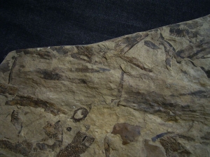 Museumsstück - Riesige Pflanzenplatte mit Zapfen, Schachtelhalmen etc.