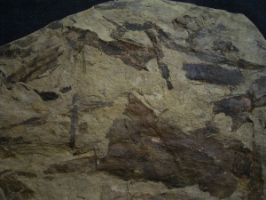 Museumsstück - Riesige Pflanzenplatte mit Zapfen, Schachtelhalmen etc.