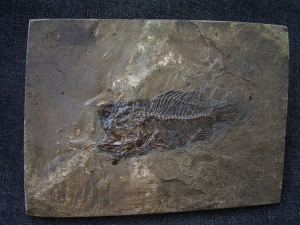 Amphiperca multiformis