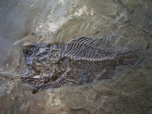 Amphiperca multiformis