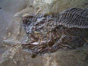 Amphiperca multiformis