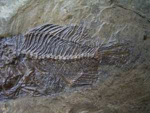 Amphiperca multiformis