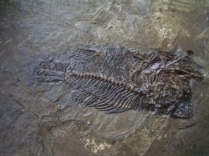 Amphiperca multiformis