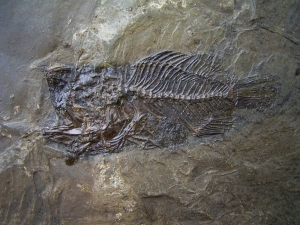 Amphiperca multiformis