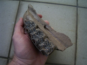 Wildpferd Schädelteil mit 3 Zähnen aus Deutschland