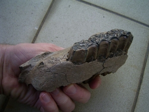 Wildpferd Schädelteil mit 3 Zähnen aus Deutschland