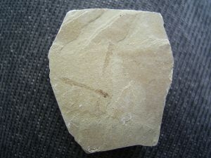 Insekt Tipula decrepita aus dem Eozän #3