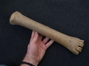 Riesenhirsch Megaloceros Mittelhand-Knochen