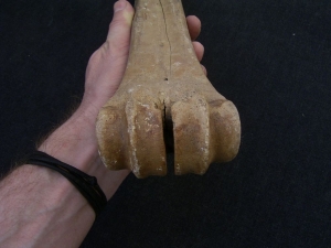 Riesenhirsch Megaloceros Mittelhand-Knochen
