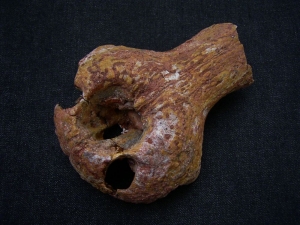 Sarcosuchus Schädelteil Schnauzenspitze mit Zahn