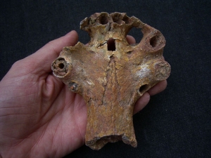 Sarcosuchus Schädelteil Schnauzenspitze mit Zahn