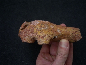 Sarcosuchus Schädelteil Schnauzenspitze mit Zahn