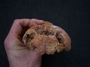 Sarcosuchus Schädelteil Schnauzenspitze mit Zahn