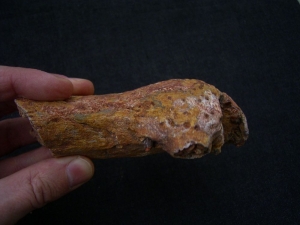 Sarcosuchus Schädelteil Schnauzenspitze mit Zahn